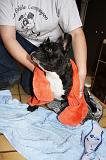 SECHAGE - BOULEDOGUE FRANCAIS 011